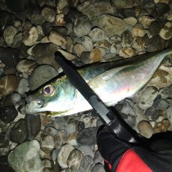 (尺アジ)フロートゲーム。