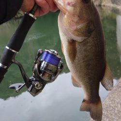 重ヘッドワッキー!