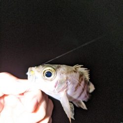 久しぶりにメバリング