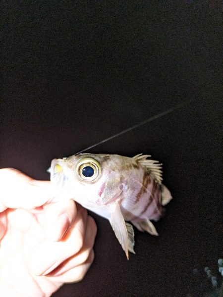 久しぶりにメバリング