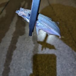 陸っぱり釣行記