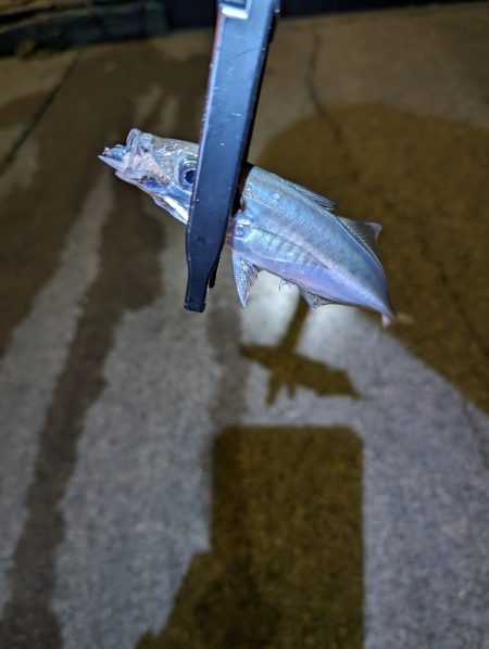 陸っぱり釣行記