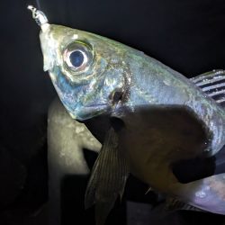 陸っぱり釣行記