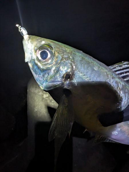 陸っぱり釣行記