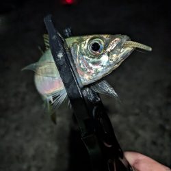 陸っぱり釣行記