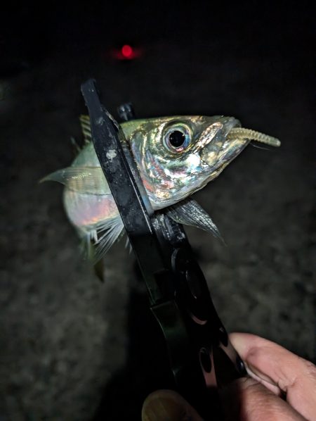 陸っぱり釣行記