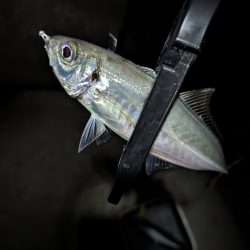 陸っぱり釣行記