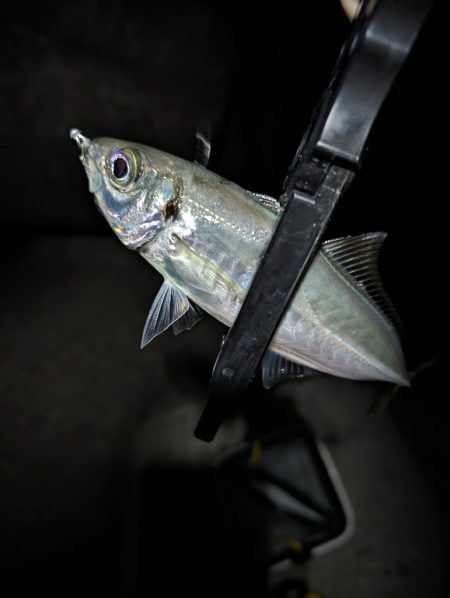 陸っぱり釣行記