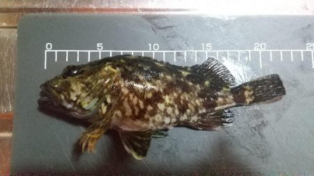 カサゴ？ムラソイ？