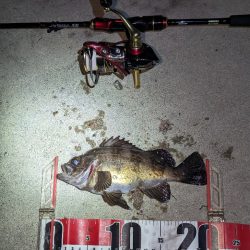 ヤリイカ・メバル