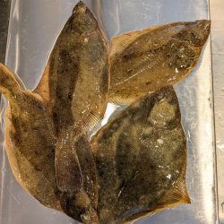 兜千畳敷でカレイ大漁！！ホッケも上がる！！