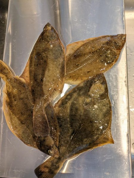 兜千畳敷でカレイ大漁！！ホッケも上がる！！