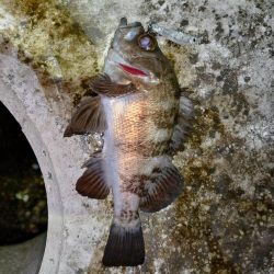 息子がメバルの煮付けを食べたいそうで