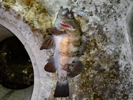 息子がメバルの煮付けを食べたいそうで