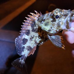 仕事終わりに🎣