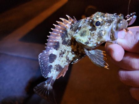 仕事終わりに🎣