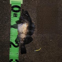 サンデーアングラーの宿命