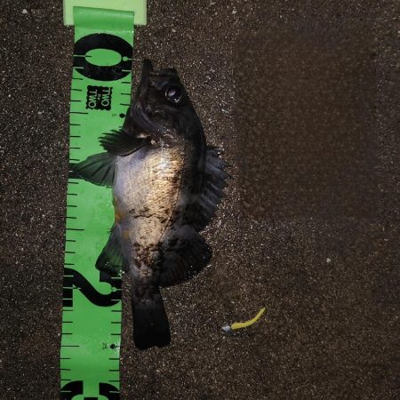 サンデーアングラーの宿命