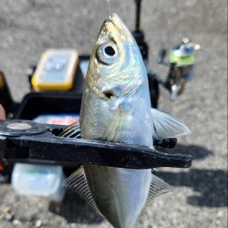 アジング、シーズンイン！