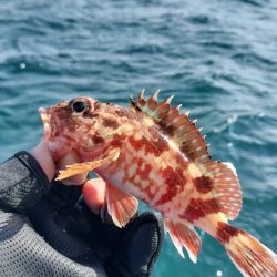 アジ、サバ釣り