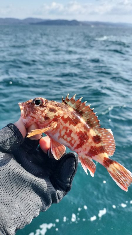 アジ、サバ釣り