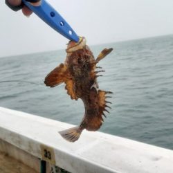 加太沖で五目便