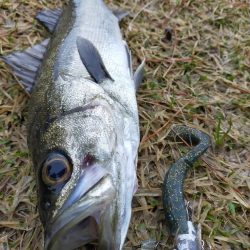 雨降る中ベイトが接岸