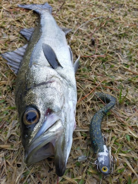 雨降る中ベイトが接岸