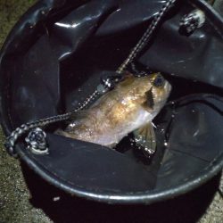 今年初のファミリーフィッシング