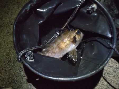 今年初のファミリーフィッシング