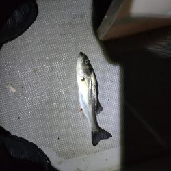 今年初のボートアジング!(鱸乱舞)