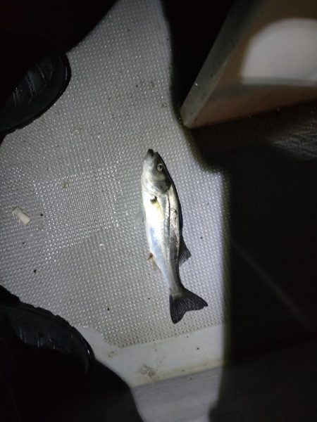 今年初のボートアジング!(鱸乱舞)