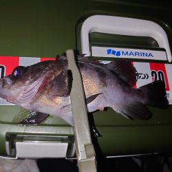 メバル狙いのウキ釣り🎣