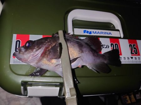 メバル狙いのウキ釣り🎣