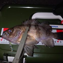 メバルプラッキング縛り🎣