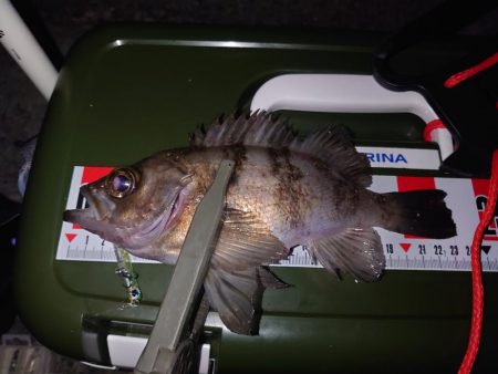 メバルプラッキング縛り🎣