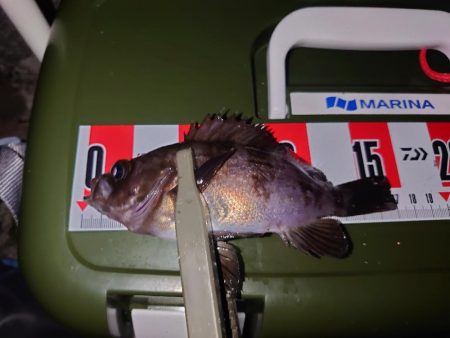 短時間メバリング