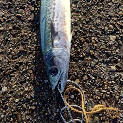 約1ヶ月ぶりの魚