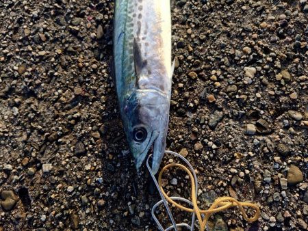 約1ヶ月ぶりの魚