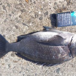 春シーズン到来です。