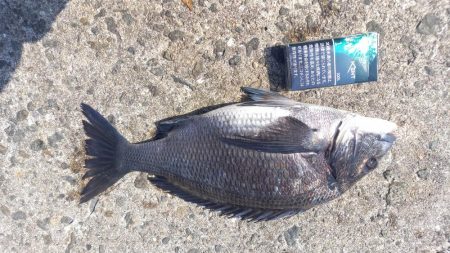 春シーズン到来です。