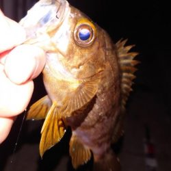 メバル浮き釣り