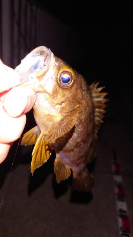 メバル浮き釣り