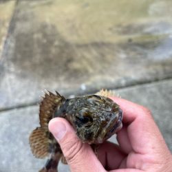 ノッコミのチヌを釣る予定でしたが結果は出ず