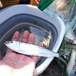 カタボシイワシ大漁