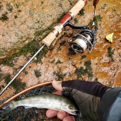 ヤマメは何処へ