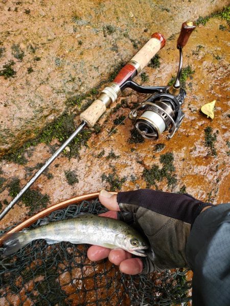 ヤマメは何処へ