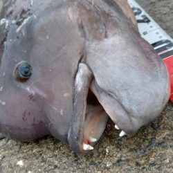 この時期やはりコブダイ！