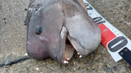 この時期やはりコブダイ！