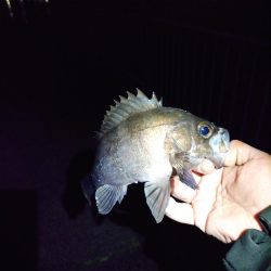 久しぶりの魚は